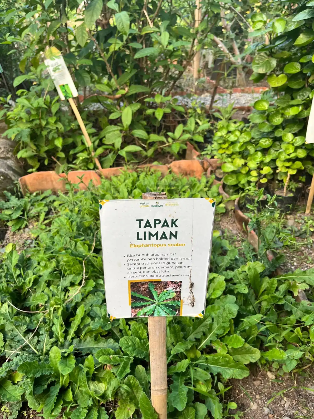 Temulawak sebagai bahan herbal Boja Factory